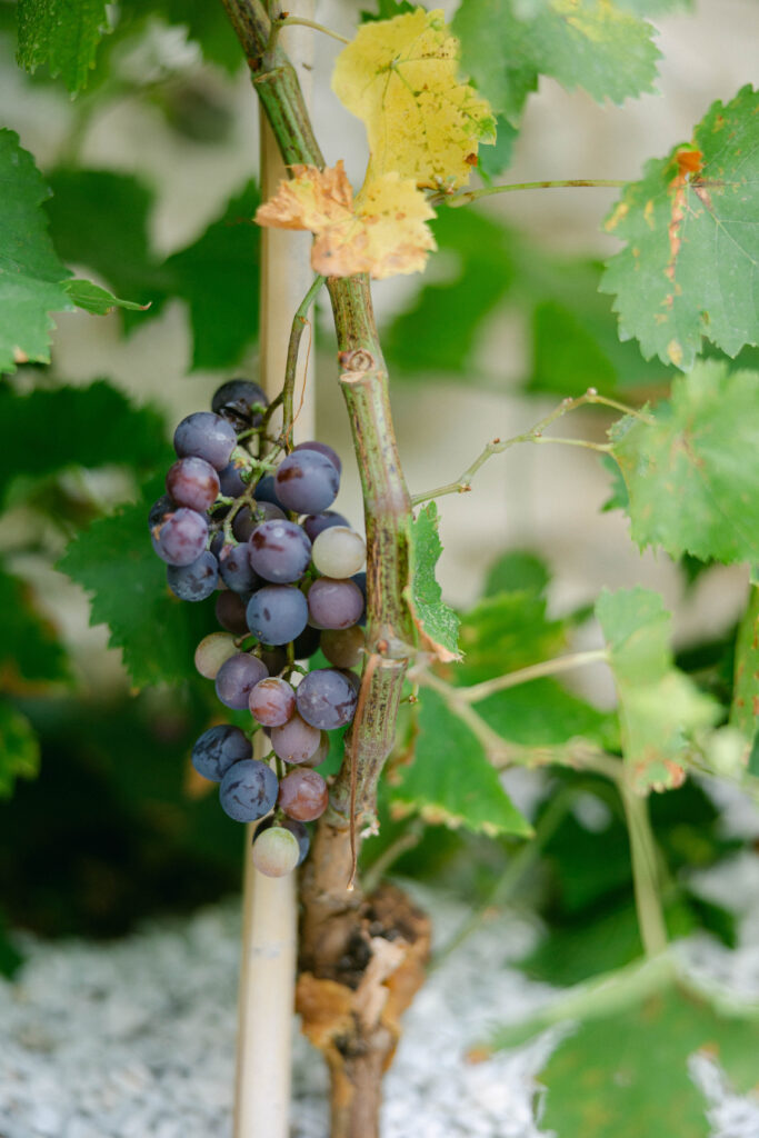 destination wedding photography